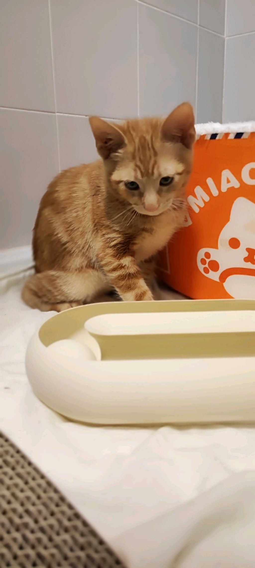 Kaybolmayan Toplu Kedi Oyuncağı | İnteraktif Oyun Kasesi