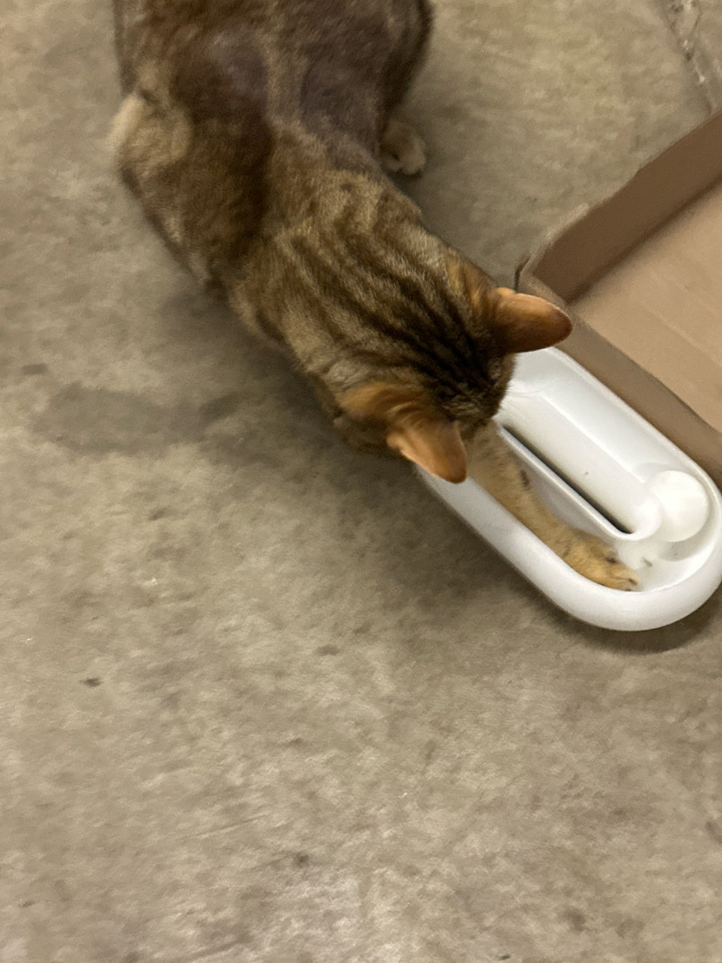 Kaybolmayan Toplu Kedi Oyuncağı | İnteraktif Oyun Kasesi