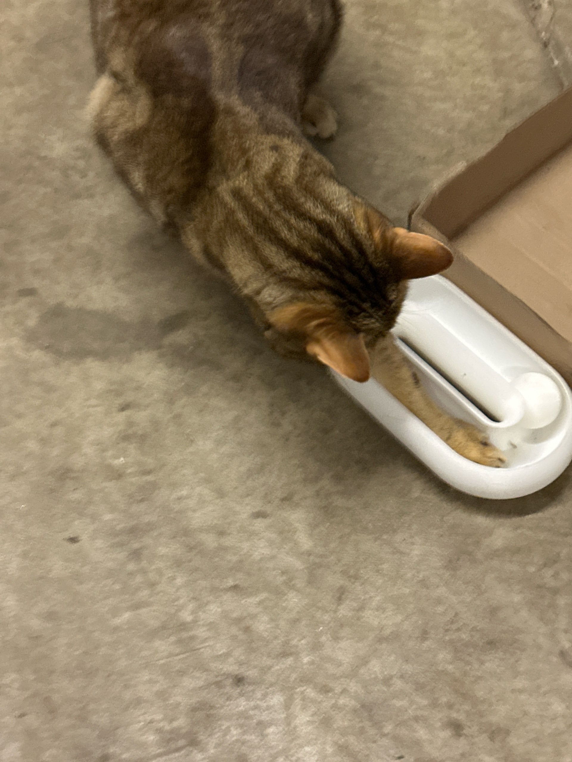 Kaybolmayan Toplu Kedi Oyuncağı | İnteraktif Oyun Kasesi